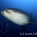 shark_whale_dr_ci_h_0067_cos3789.jpg